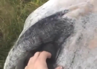 Bull zoo XXX with lots of close-ups and hotness