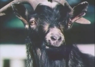 Goat zoo porn showing animals fucking about