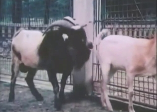 Goat zoo porn showing animals fucking about