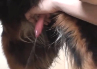 Furry animal with a sexy penis gets the hot touch