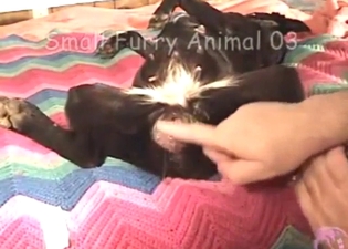 Moaning beast is going to be used for dildo play