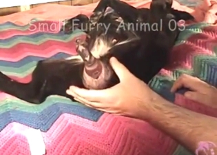 Moaning beast is going to be used for dildo play