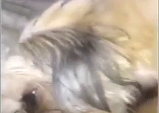 Cunnilingus porn with a small dog eating pussy