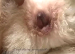 Big pussy animal getting fucked by a skinny guy