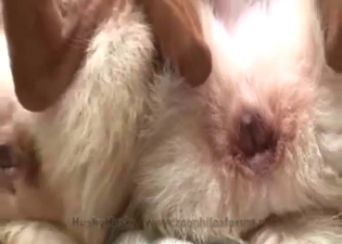 Big pussy animal getting fucked by a skinny guy