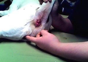Sticking a finger in a tight doggy's anus