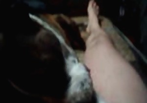 My lovely doggy is sucking my hard dick 