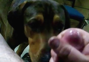 Trained doggy slowly licks my horny wiener 