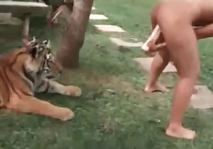 Tiger is watching how a zoophile is masturbating