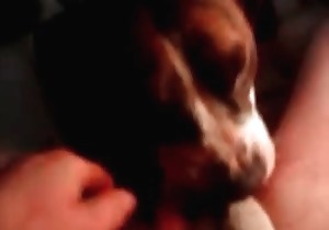 Trying to get a blowjob by a doggy 