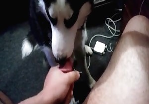 Angry husky is giving a passionate blowjob 