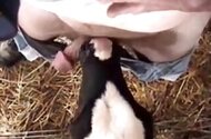 Blowjob bestiality sex